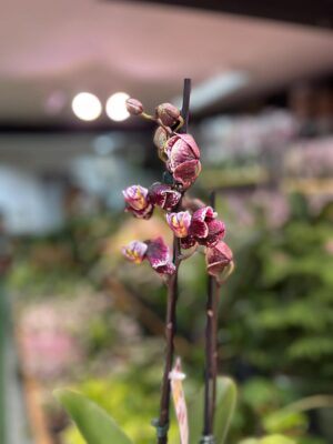 Phalaenopsis Ark’s Rhine | Storczyk