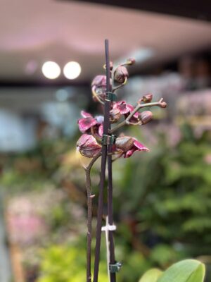 Phalaenopsis Ark’s Rhine | Storczyk