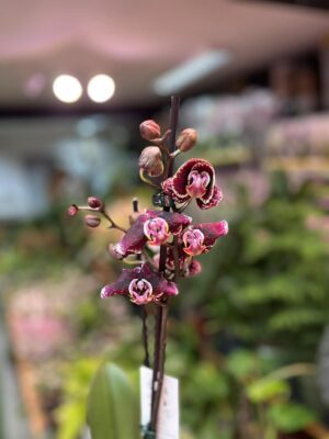 Phalaenopsis Ark’s Rhine | Storczyk