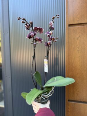 Phalaenopsis Ark’s Rhine | Storczyk