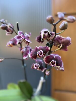 Phalaenopsis Ark’s Rhine | Storczyk