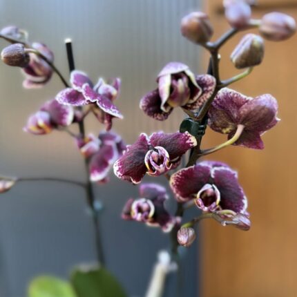 Phalaenopsis Ark’s Rhine | Storczyk