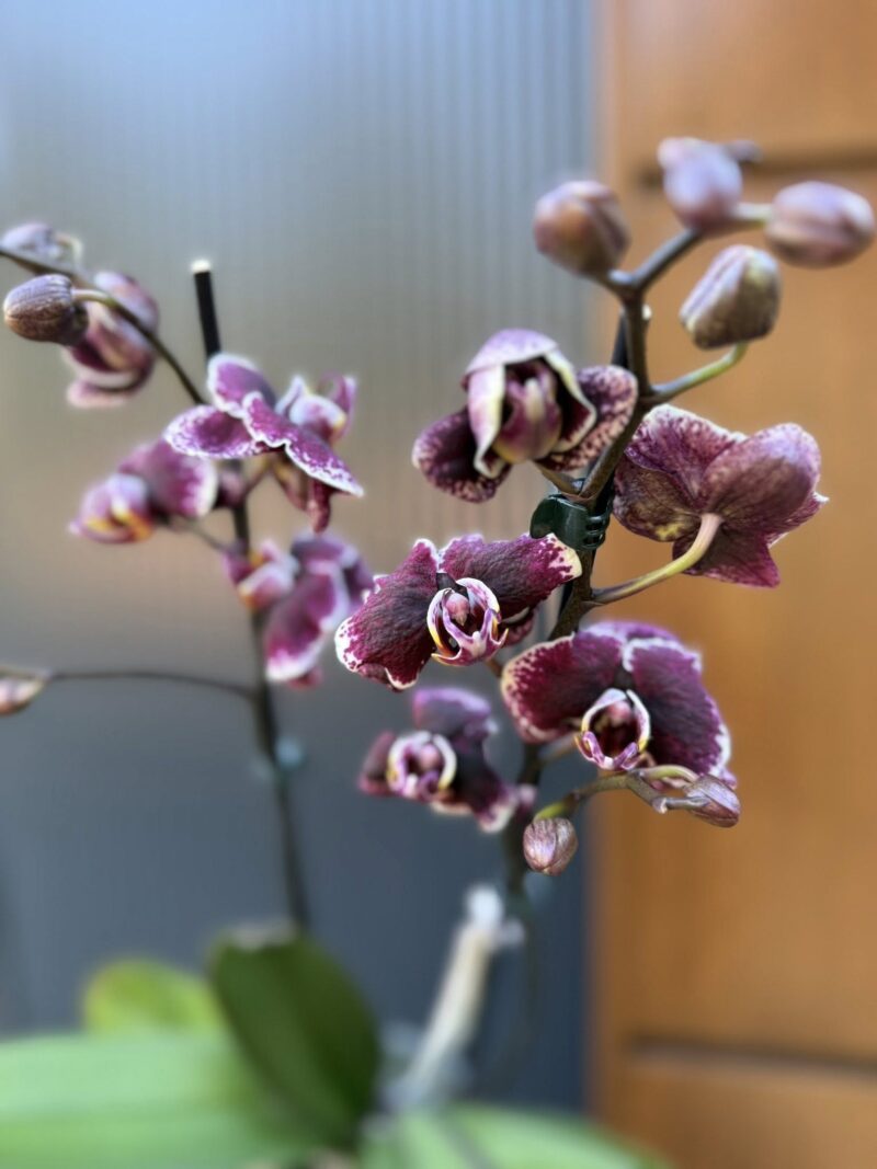 Phalaenopsis Ark’s Rhine | Storczyk
