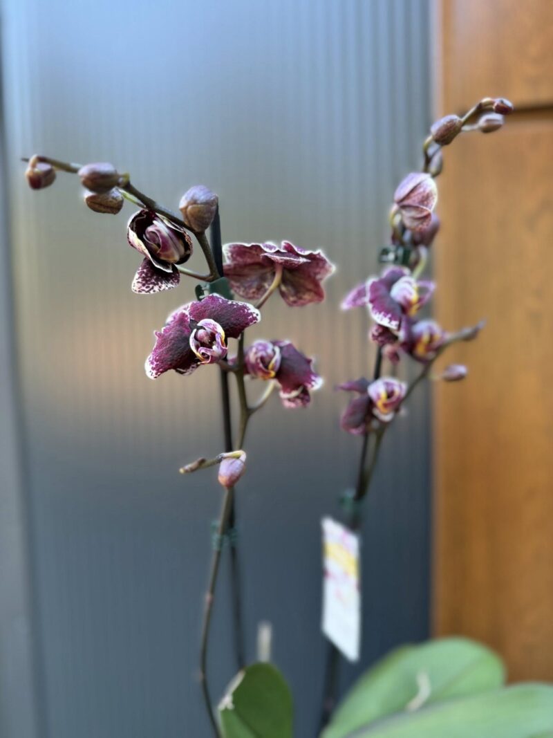 Phalaenopsis Ark’s Rhine | Storczyk