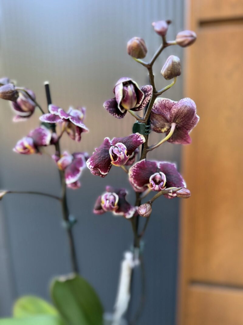 Phalaenopsis Ark’s Rhine | Storczyk