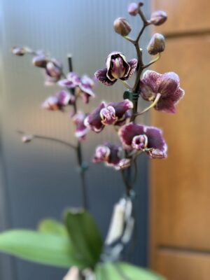Phalaenopsis Ark’s Rhine | Storczyk