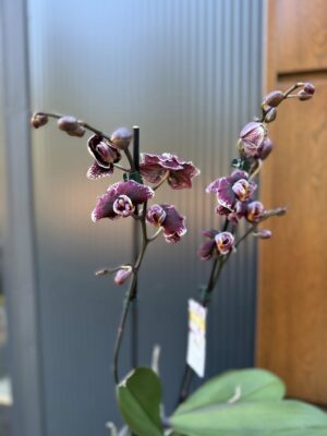 Phalaenopsis Ark’s Rhine | Storczyk