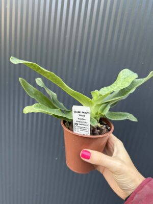 Storczyk Paphiopedilum – Pinocchio