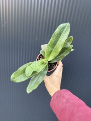 Storczyk Paphiopedilum – Pinocchio