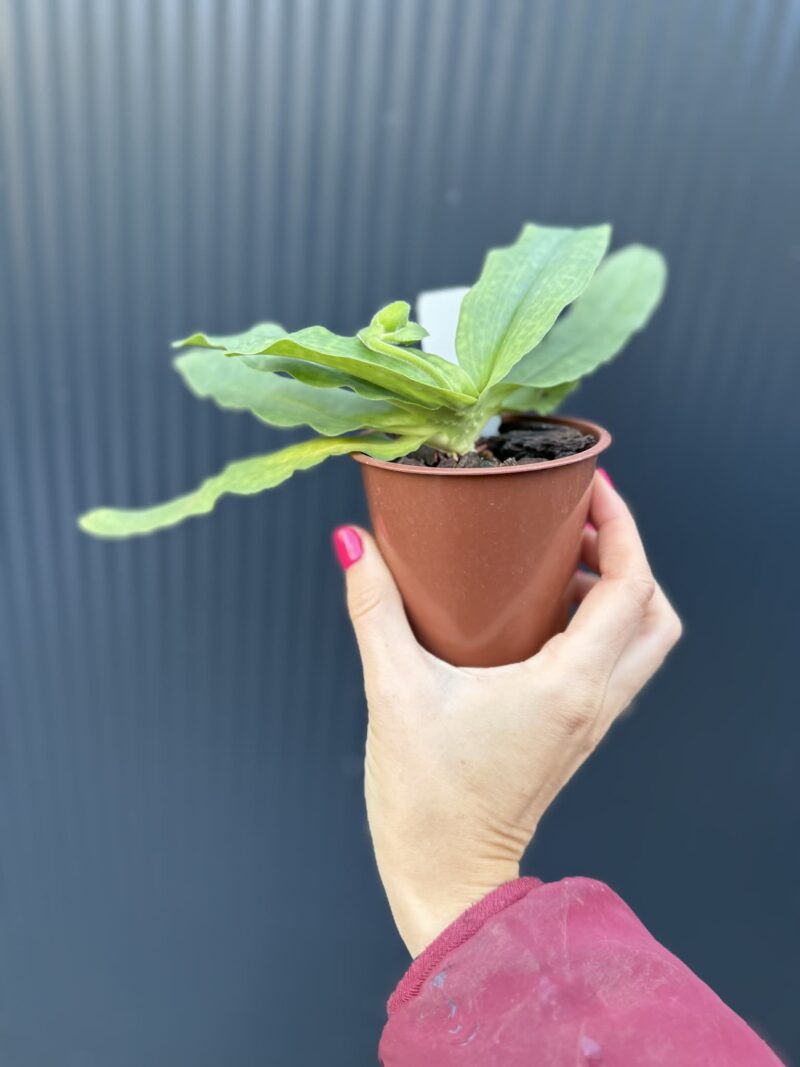 Storczyk Paphiopedilum – Pinocchio „Rosa”
