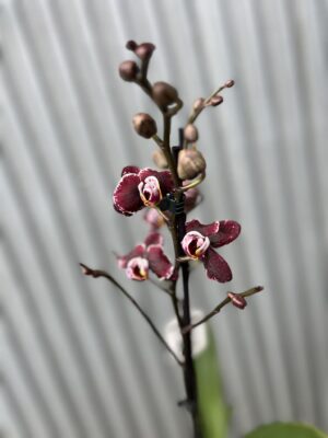 Phalaenopsis Ark’s Rhine | Storczyk