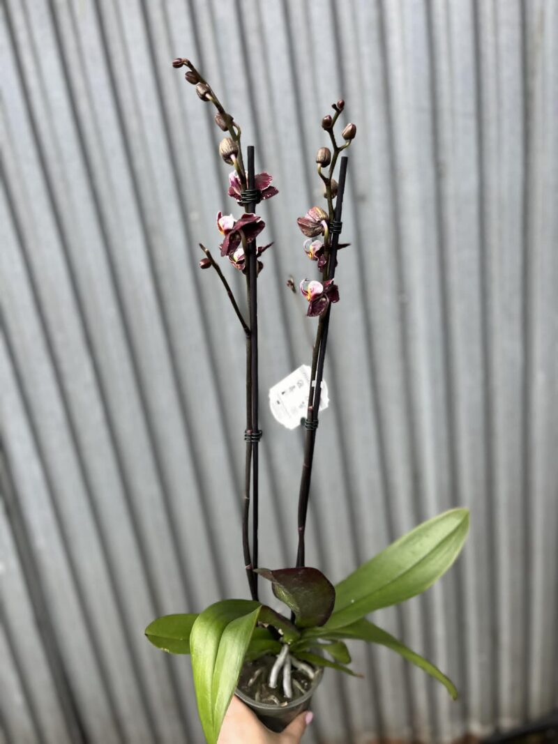 Phalaenopsis Ark’s Rhine | Storczyk