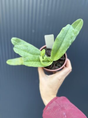 Storczyk Paphiopedilum – Pinocchio „Rosa”