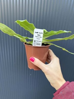 Storczyk Paphiopedilum – Pinocchio „Rosa”