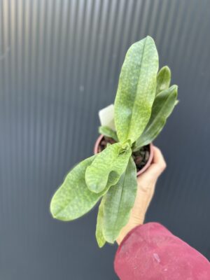 Storczyk Paphiopedilum – Pinocchio