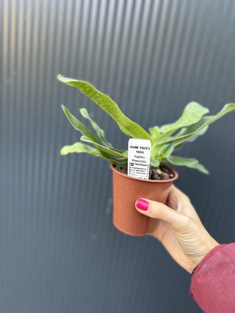 Storczyk Paphiopedilum – Pinocchio