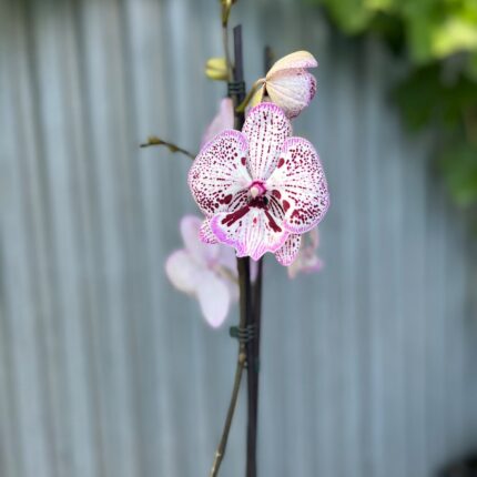 Phalaenopsis Grace | Storczyk
