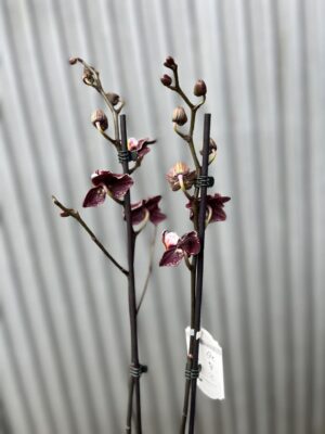 Phalaenopsis Ark’s Rhine | Storczyk
