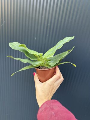 Storczyk Paphiopedilum – Pinocchio