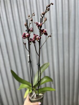 Phalaenopsis Ark’s Rhine | Storczyk