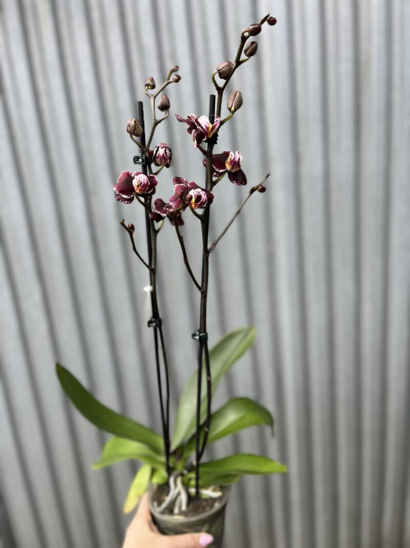 Phalaenopsis Ark’s Rhine | Storczyk