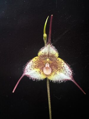 Dracula Diana – orchidea