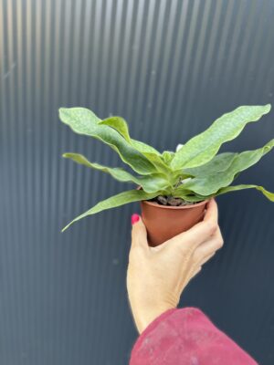 Storczyk Paphiopedilum – Pinocchio