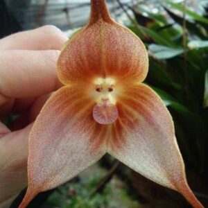 Dracula Gigas – orchidea