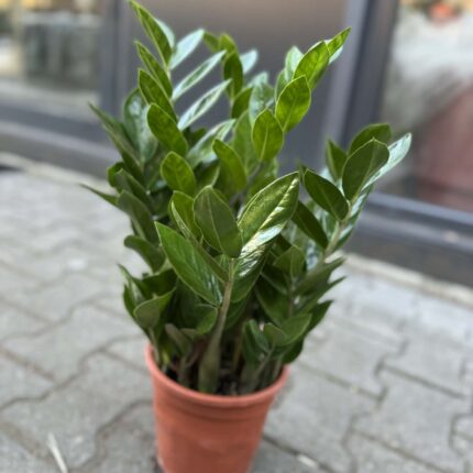 Zamioculcas Zamiifolia