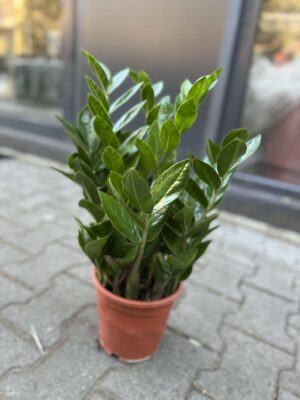 Zamioculcas Zamiifolia