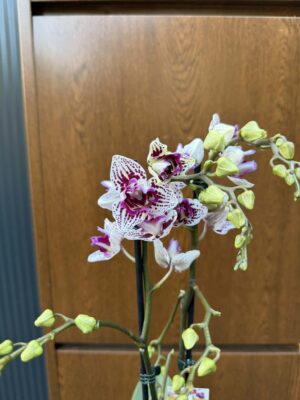 Phalaenopsis Younghome Summer Peloric | Storczyk