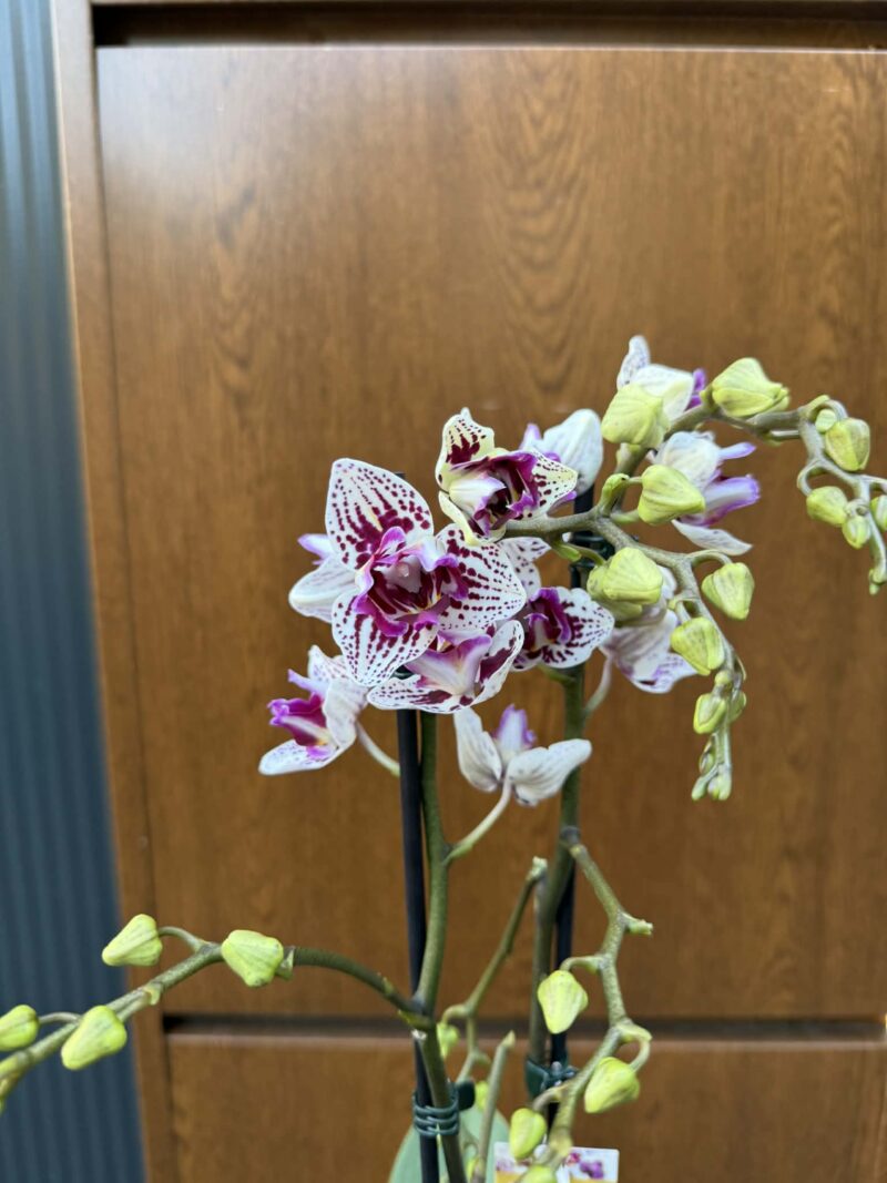 Phalaenopsis Younghome Summer Peloric | Storczyk