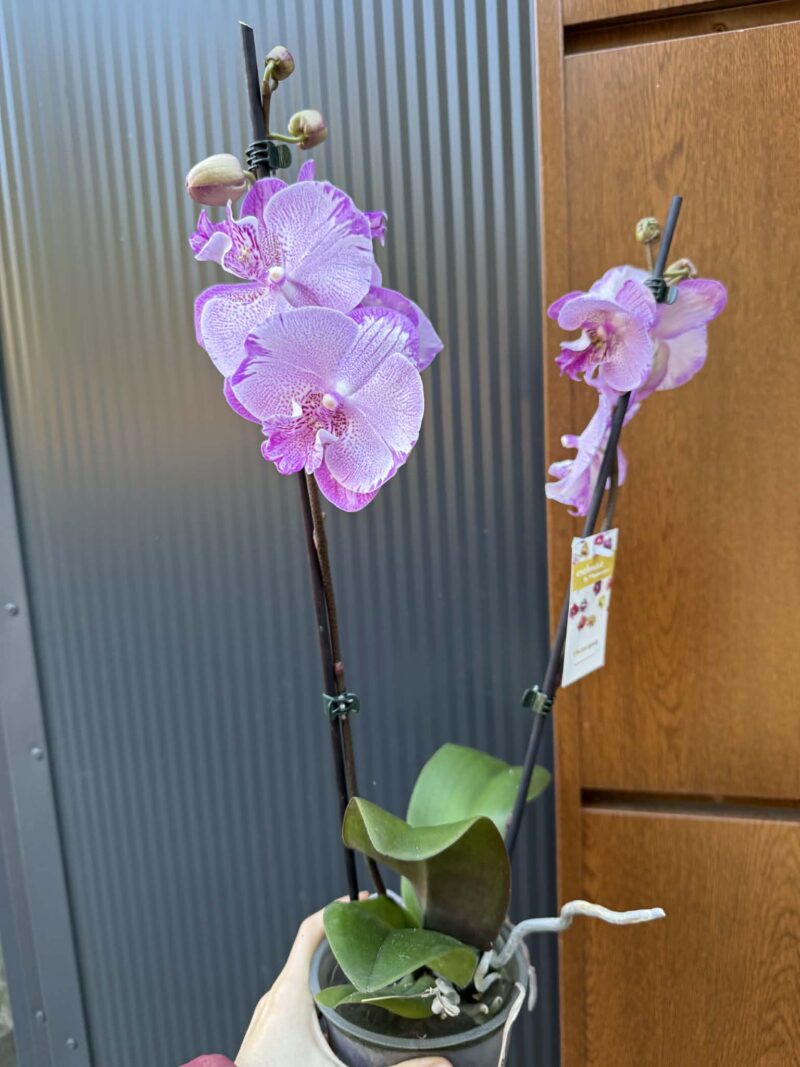 Phalaenopsis SOGO On the Mauve – Big Lip | Storczyk