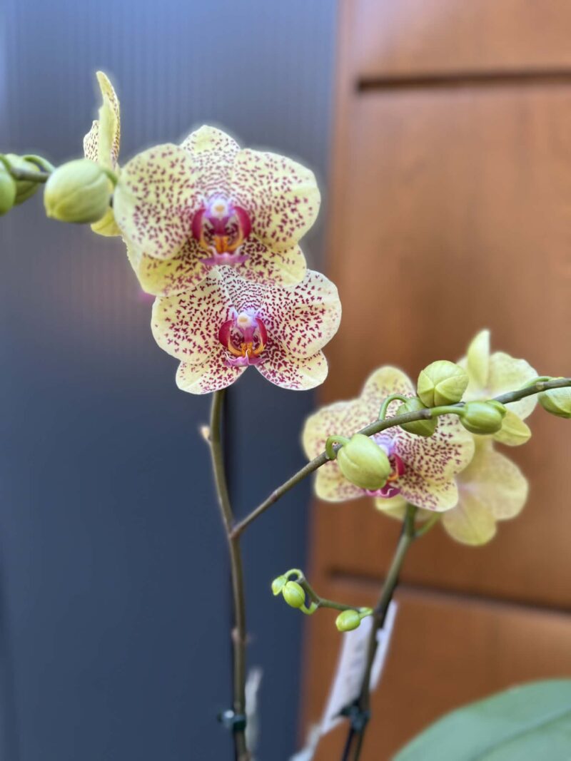 Phalaenopsis Floriclone ‘Fancy Freckles’