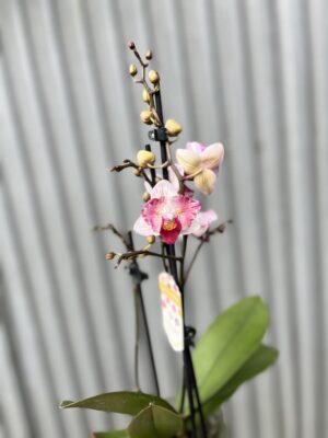 Phalaenopsis Crazy Daisy ‘Peloric’ | storczyk