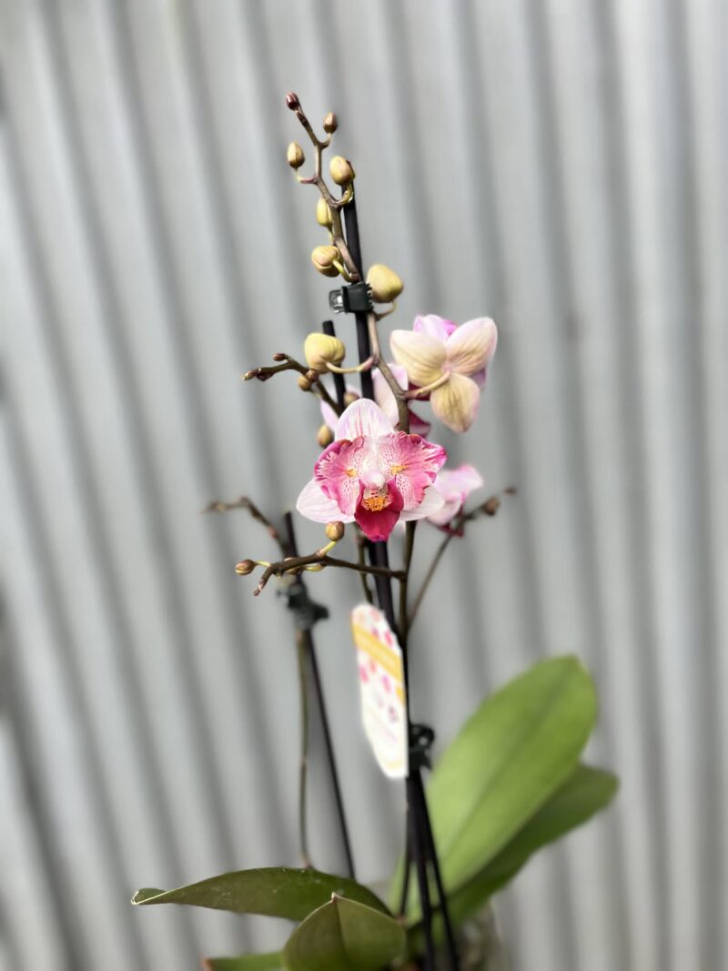 Phalaenopsis Crazy Daisy ‘Peloric’ | storczyk