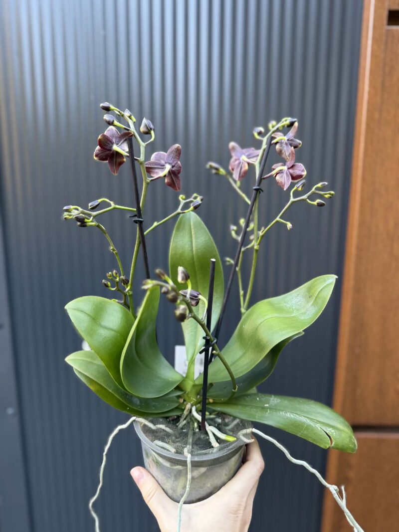 Phalaenopsis Taisuco Kobold | Storczyk