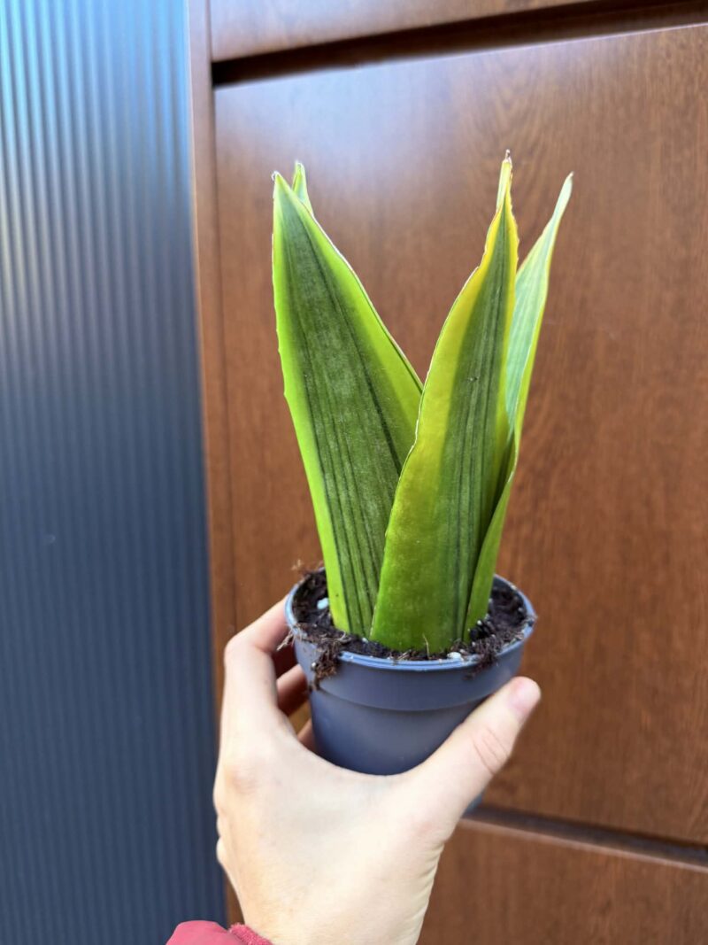 Sansevieria jamaiquina