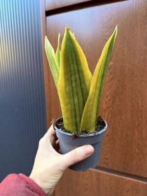 Sansevieria jamaiquina