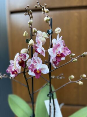 Phalaenopsis Crazy Daisy ‘Peloric’ | storczyk