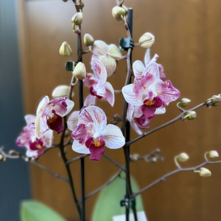 Phalaenopsis Crazy Daisy ‘Peloric’ | storczyk