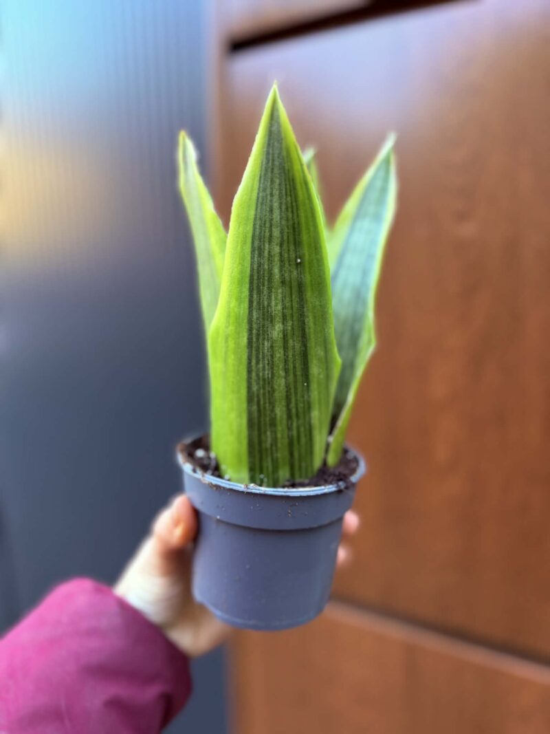 Sansevieria jamaiquina