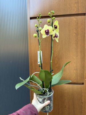 Palaenopsis Talking Drum | Storczyk