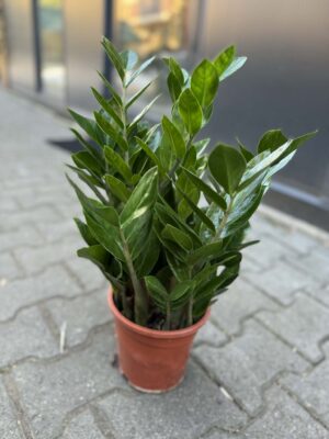 Zamioculcas Zamiifolia