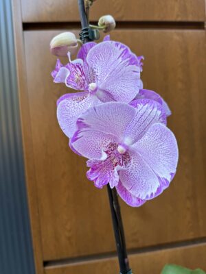 Phalaenopsis SOGO On the Mauve – Big Lip | Storczyk