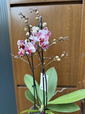 Phalaenopsis Crazy Daisy ‘Peloric’ | storczyk