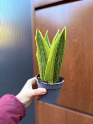 Sansevieria jamaiquina