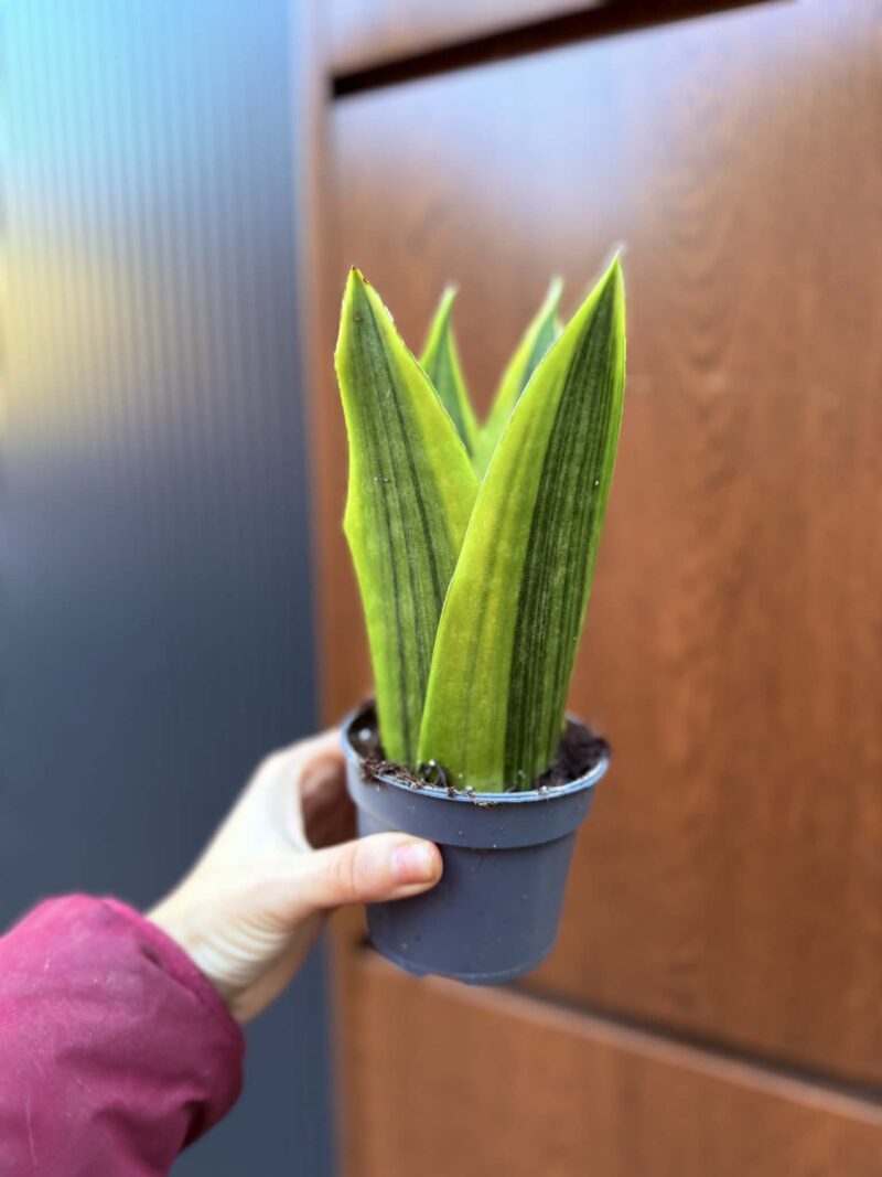 Sansevieria jamaiquina