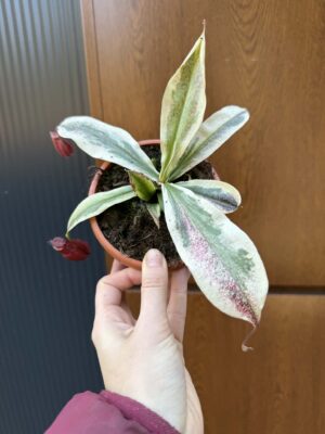 Nepenthes Nepenthes Viking x Ampullaria Variegata
