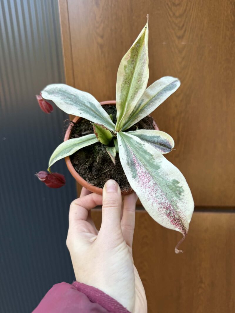 Nepenthes Nepenthes Viking x Ampullaria Variegata